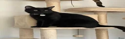 Bengal cats for sale: Fendi & Bagheera–Beautiful, Loving Bengal Pair - Advert 2