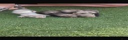Ferret rodents for sale: Baby Ferrets  - Advert 6