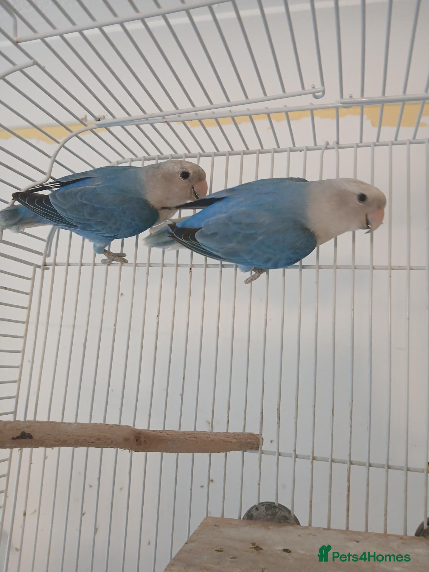 Lovebirds birds Lovebird pair £70 - Advert 7