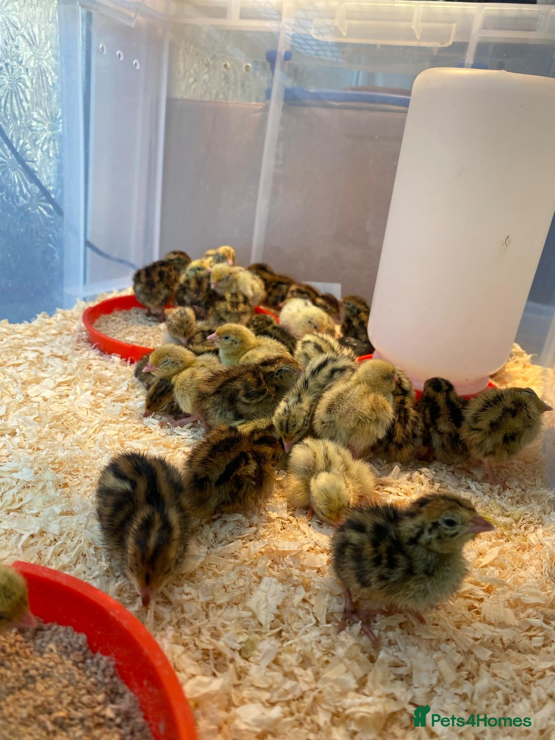 Quail poultry for sale: Japanese Jumbo Coturnix Quail Chicks - Image 5