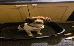English Springer Spaniel dogs for sale: Full Male English springer spaniel - Image 3