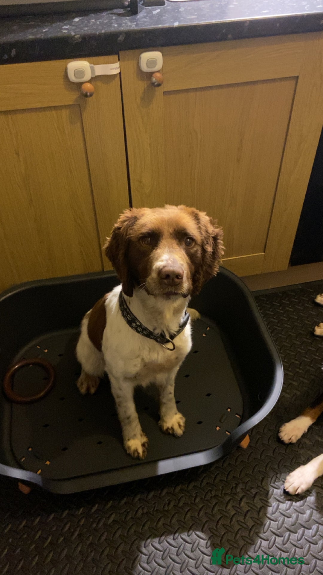 English Springer Spaniel dogs for sale: Full Male English springer spaniel - Image 3