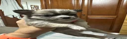 Chihuahua dogs for sale: Beautiful long-haired chihuahuas  - Advert 11