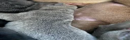 Shar Pei dogs for sale: Stunning shar pei puppies - Advert 12