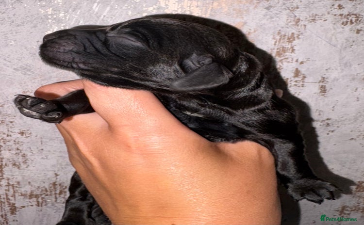 Cocker Spaniel dogs - Advert 1