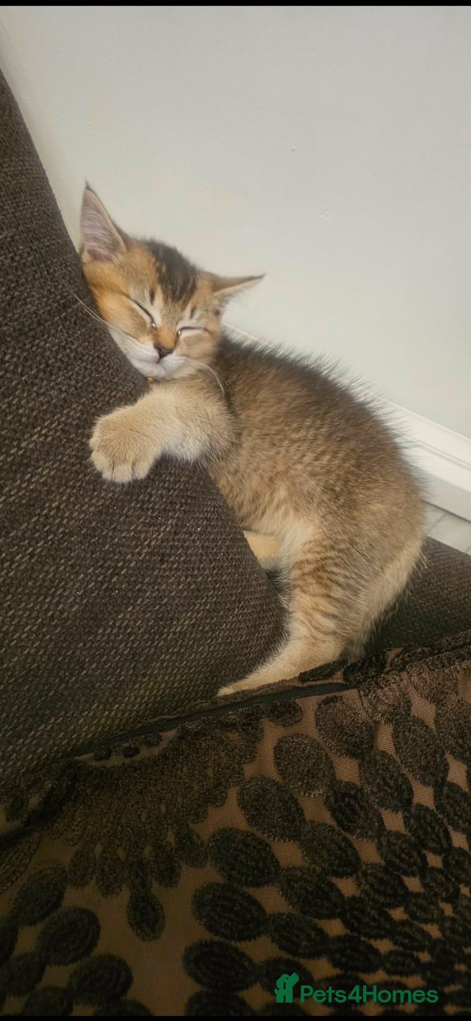 Mixed Breed cats Bengal kitten  - Advert 2