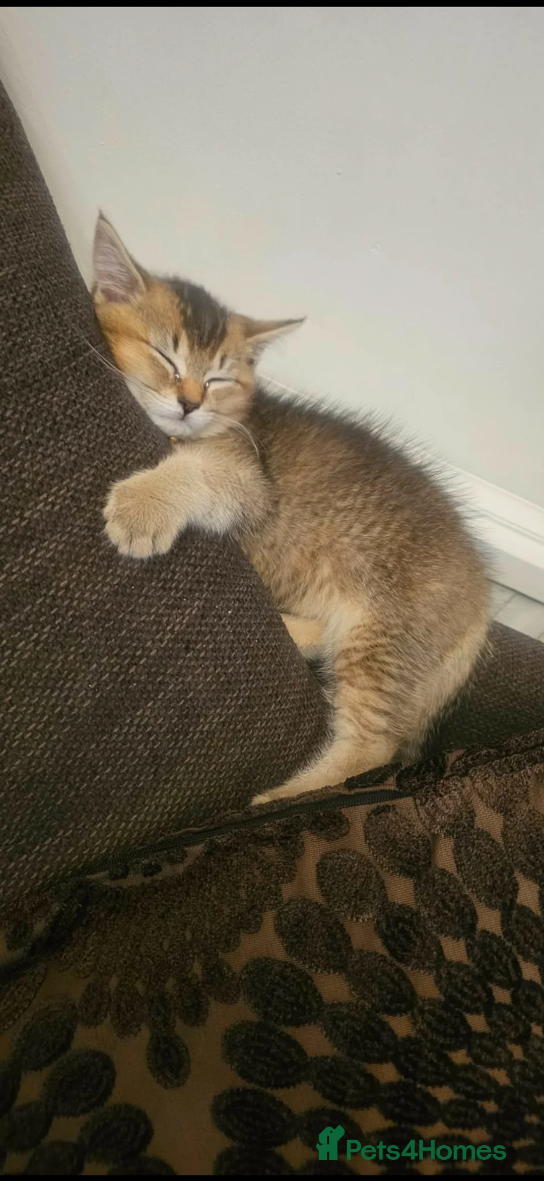 Mixed Breed cats for sale: Bengal kitten  - Advert 1