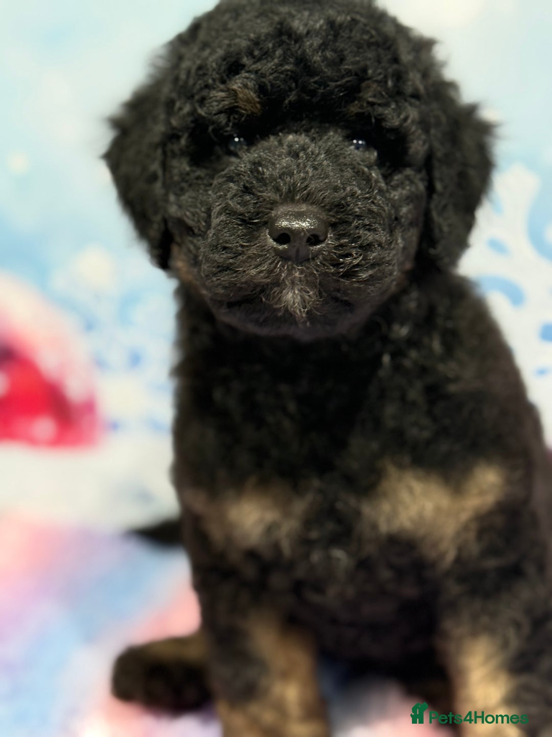 Bernedoodle dogs for sale: Bernedoodles - Advert 7