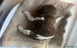 German Shorthaired Pointer dogs for sale: Beautiful KC reg German Shorthaired Pointer Pups - Image 20
