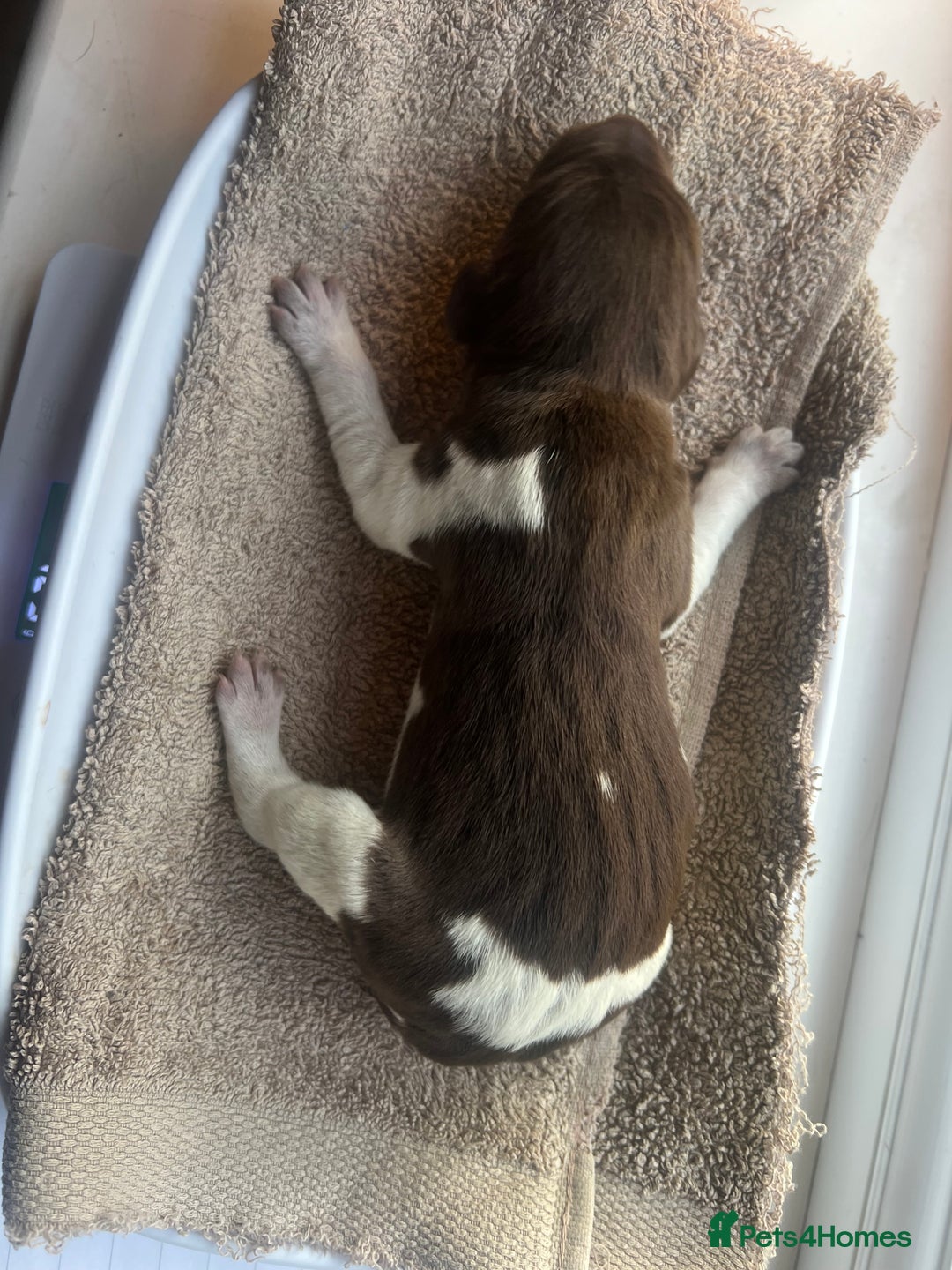 German Shorthaired Pointer dogs for sale: Beautiful KC reg German Shorthaired Pointer Pups - Image 20
