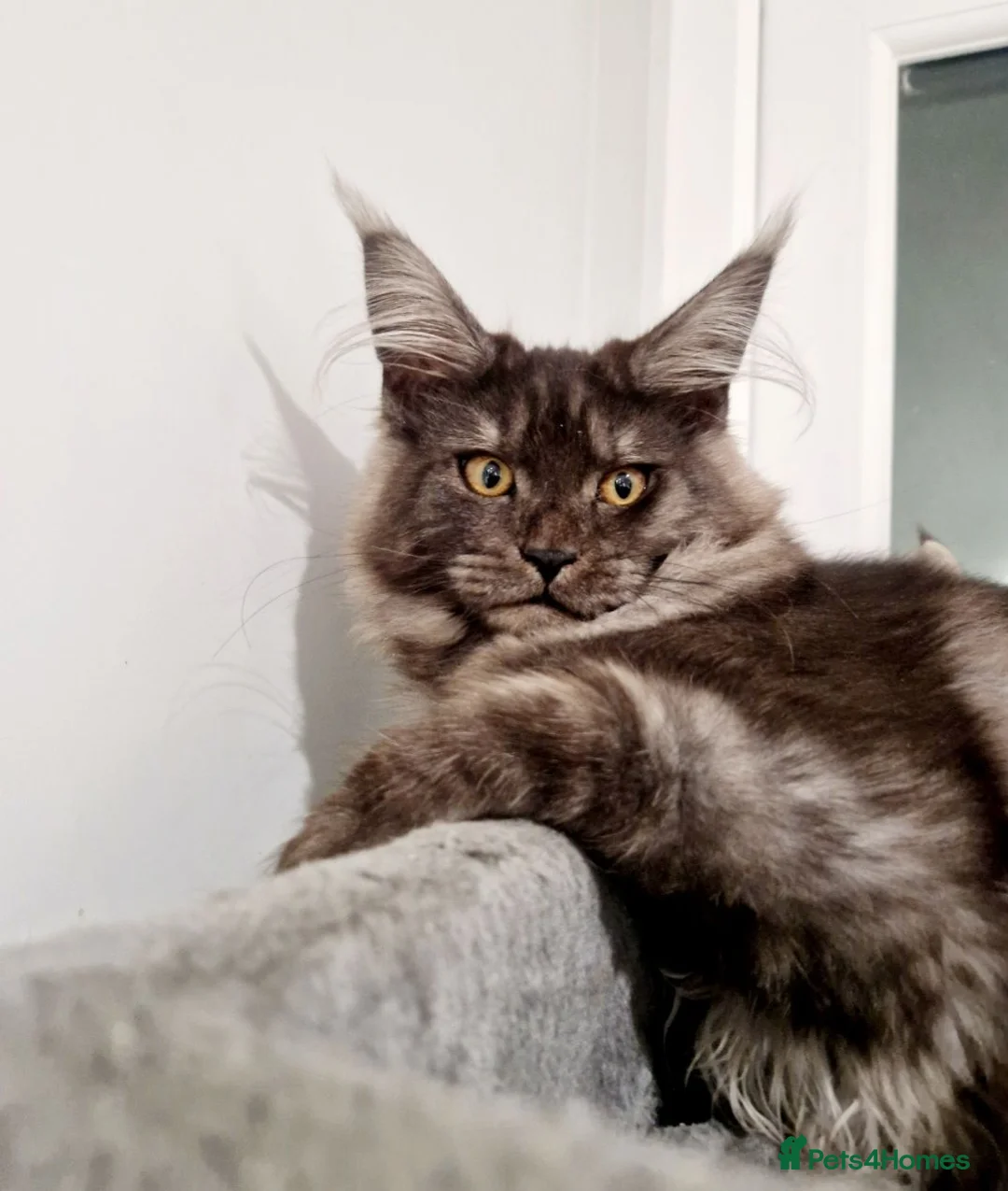 Maine Coon cats for sale: Maine coon  - Advert 1