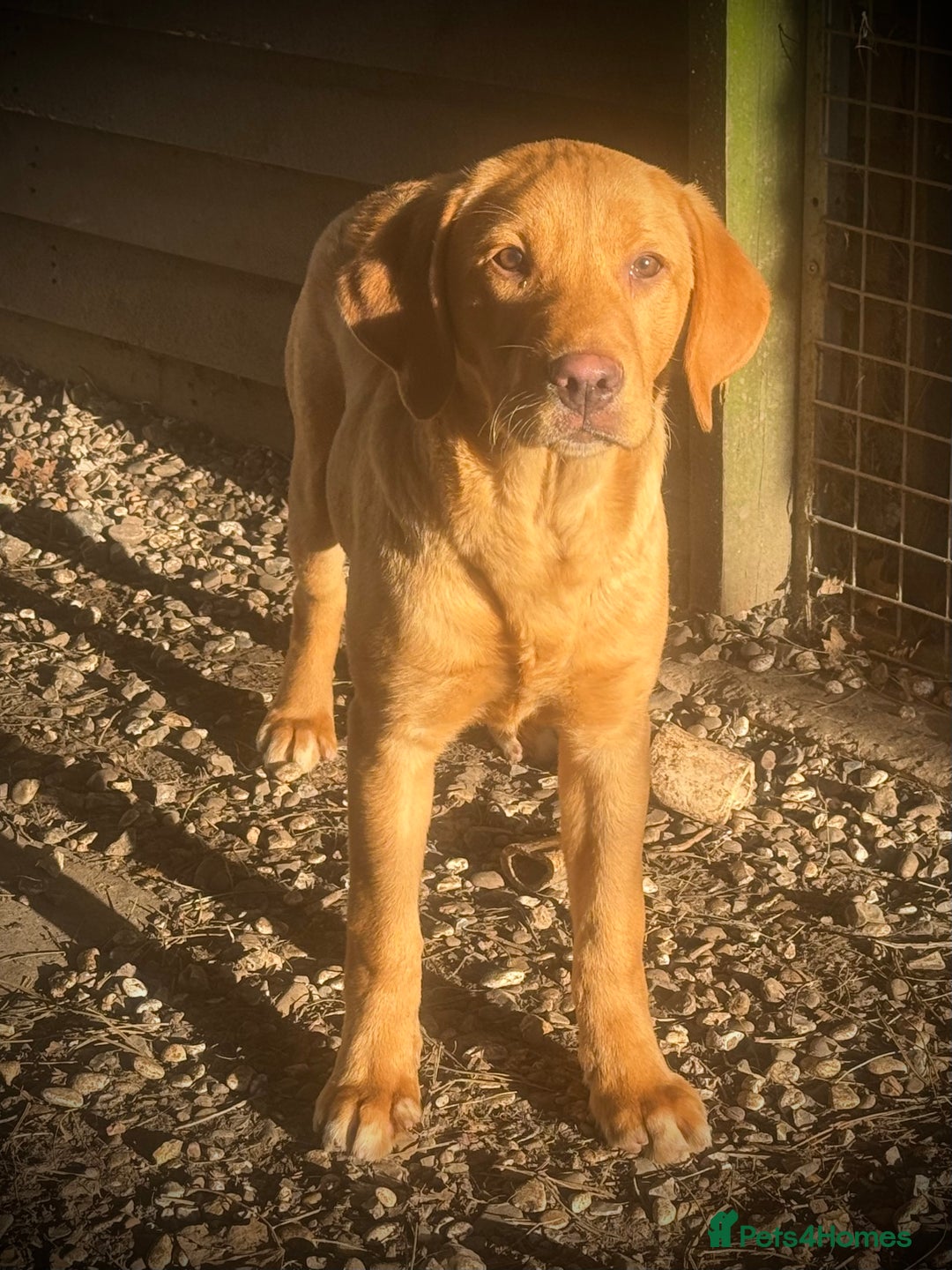 Labrador Retriever dogs for sale: Roger the Fox Red Lab - Advert 6