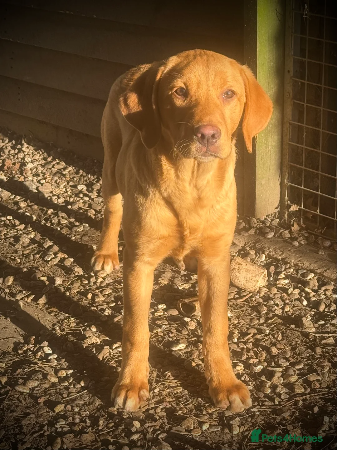 Labrador Retriever dogs for sale: Roger the Fox Red Lab - Advert 10