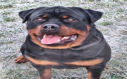 Rottweiler dogs for sale: Kc rottweiler puppies  - Image 33
