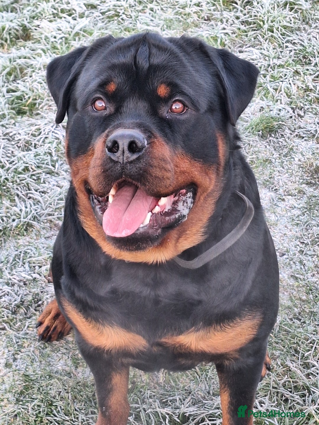 Rottweiler dogs for sale: Kc rottweiler puppies  - Image 33