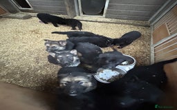 German Shepherd dogs for sale: German shepherd puppies  - Advert 13