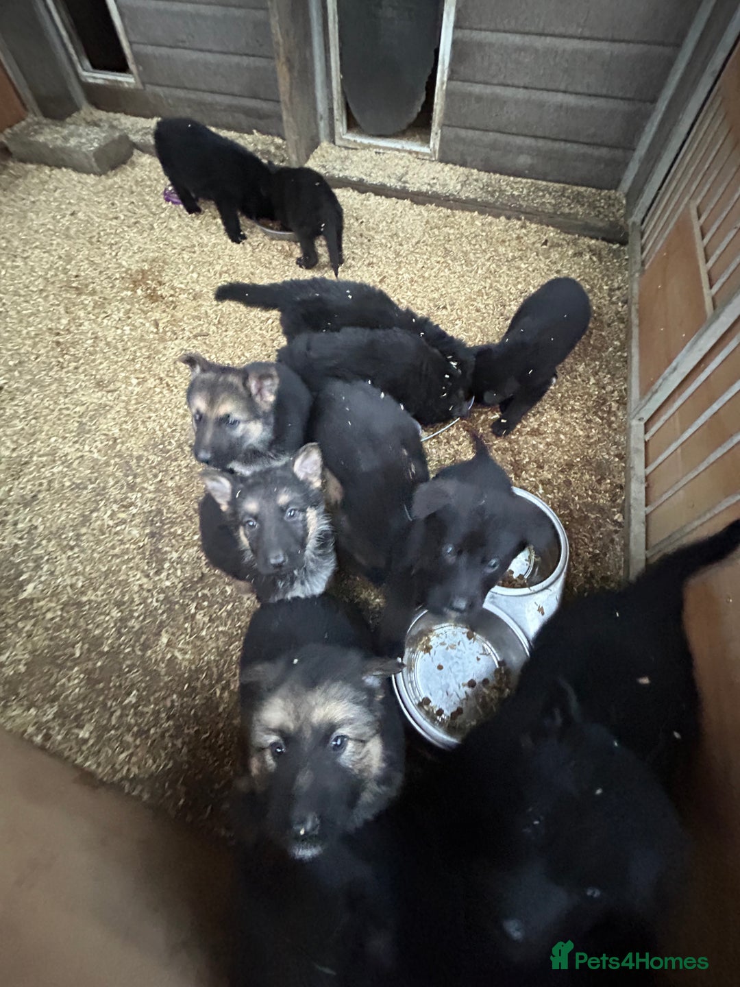 German Shepherd dogs for sale: German shepherd puppies  - Advert 13