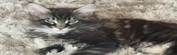Maine Coon cats for sale: Tica registered  - Advert 3