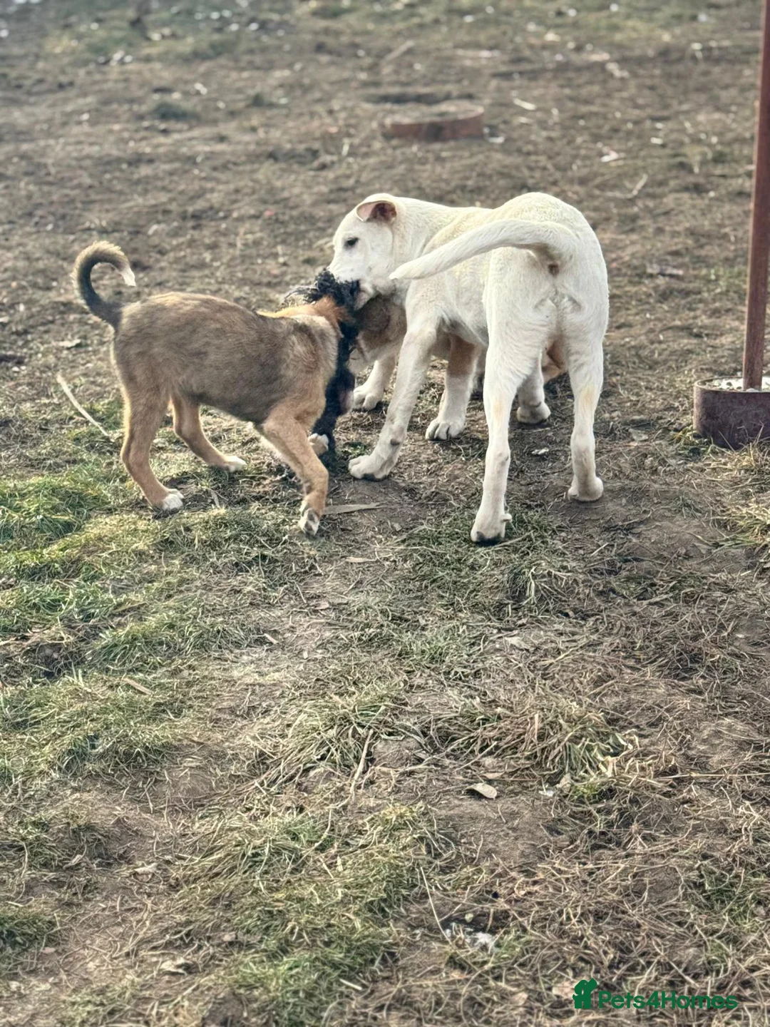 Mixed Breed dogs for adoption: 🐾 JACK – Gentle Soul with the Sweetest Eyes - Advert 22