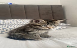 Bengal cats for sale: Bengal x Persian male kitten for sale! - Image 11
