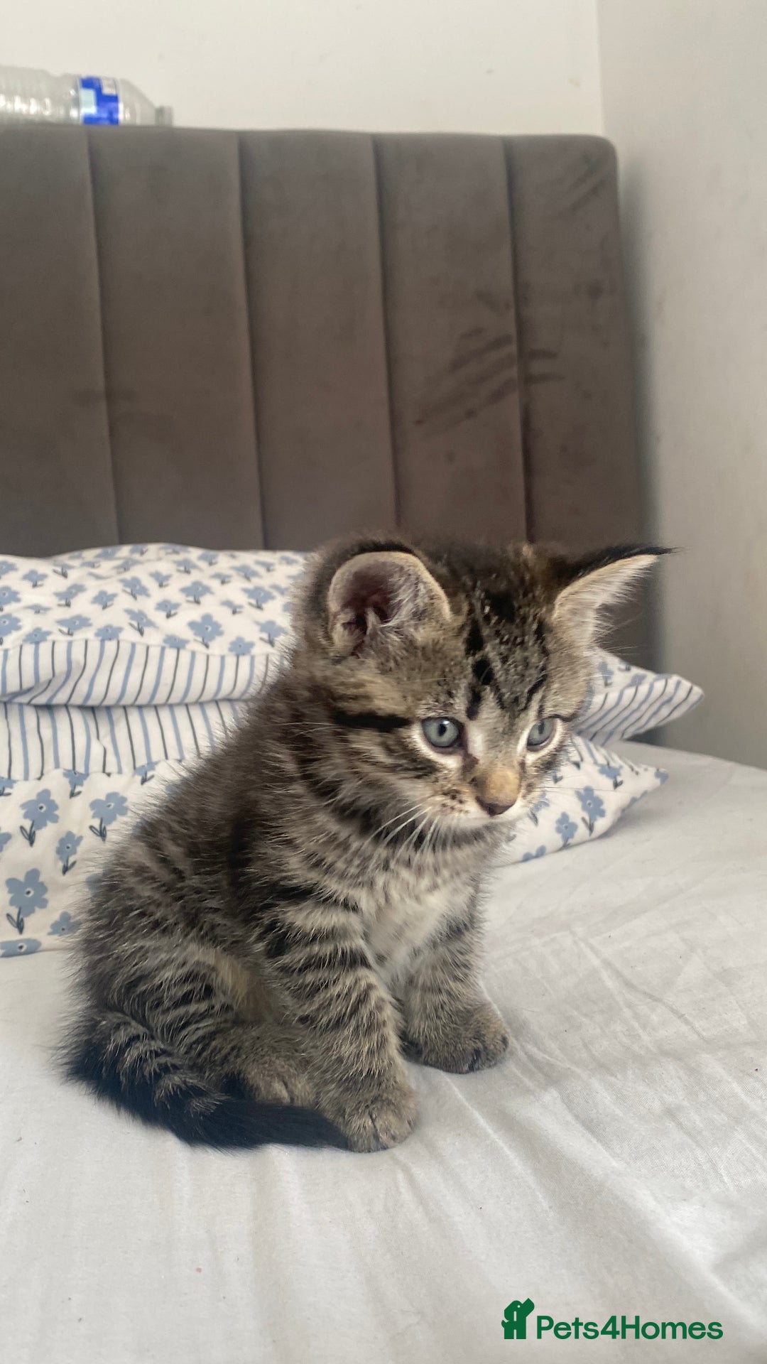Bengal cats for sale: Bengal x Persian male kitten for sale! - Image 11