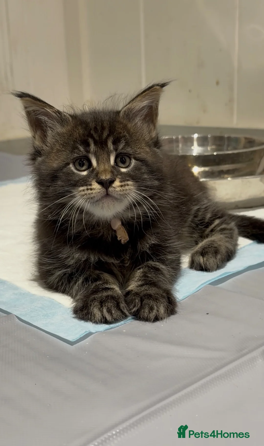 Maine Coon cats for sale: Beautiful Chunky Maine coon GCCF reg boys  - Advert 4