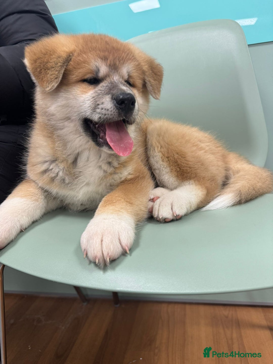 Akita dogs for sale: Akita puppy - Advert 6