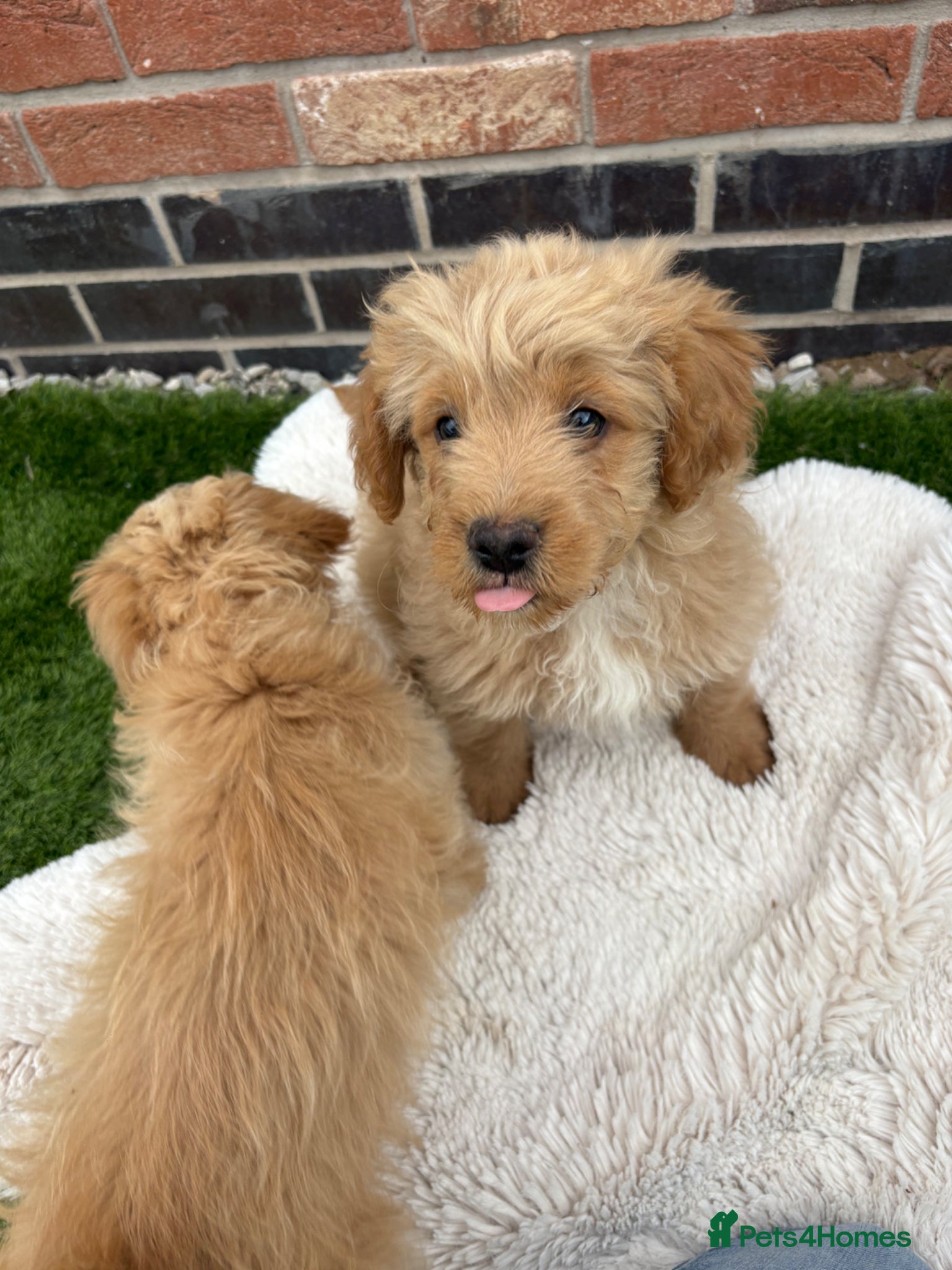 Mixed Breed dogs REDUCED LAST 3 PUPS! Fluffy frenchies cross  - Advert 1