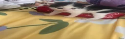 Mixed Breed cats for sale: 5 gorgeous kittens for sale - Advert 11