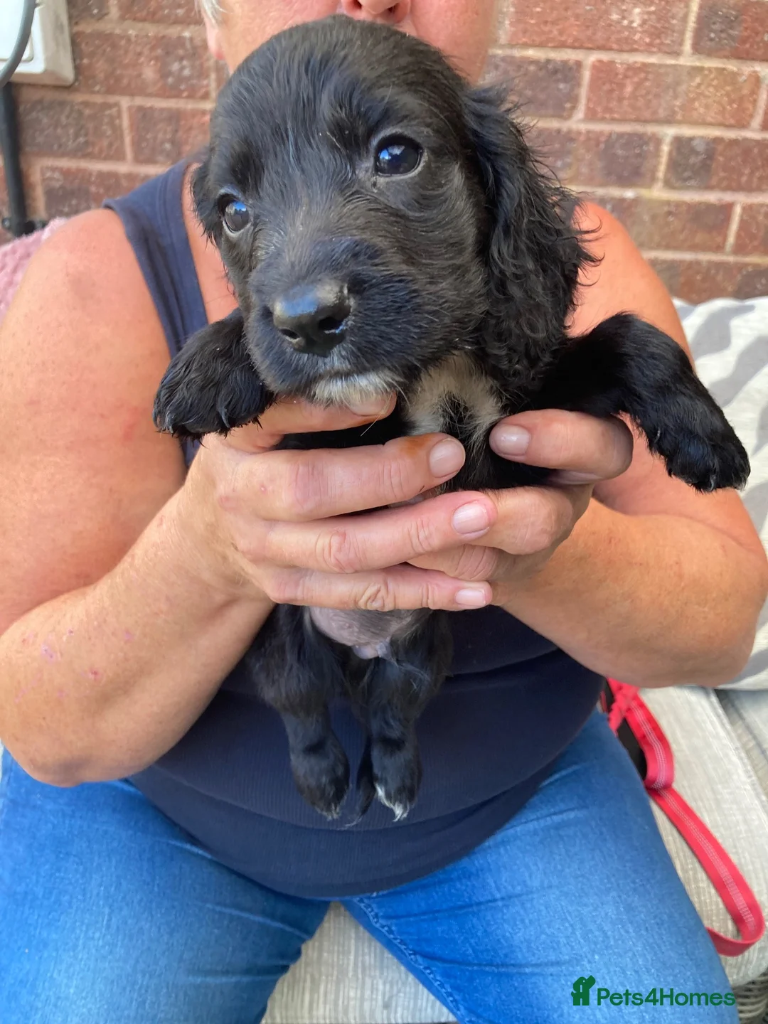 Cocker Spaniel dogs for sale: Cocker spaniel puppies in Evesham - Advert 8