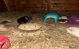 Guinea Pig rodents for sale: Guinee pig boys for sale  - Advert 4