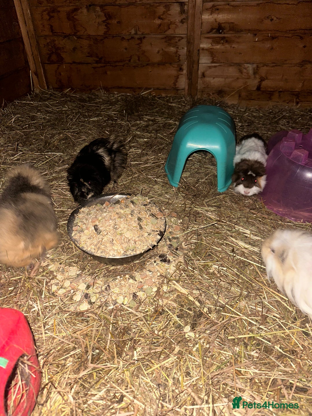 Guinea Pig rodents for sale: Guinee pig boys for sale  - Advert 4