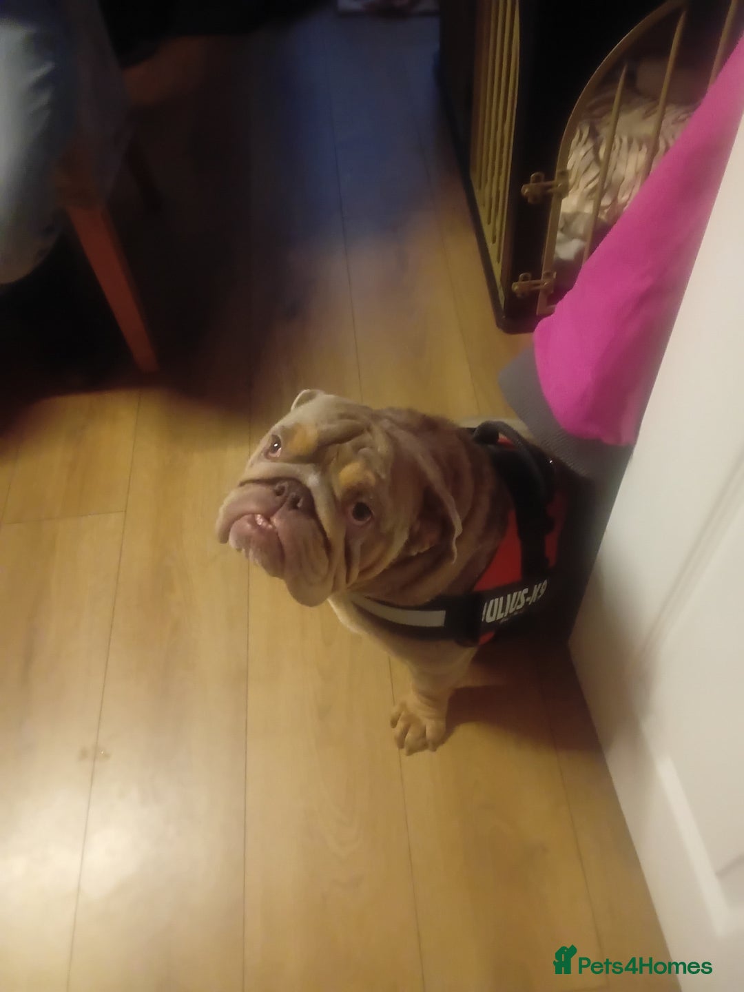English Bulldog dogs for sale: Tri merle english bulldog nova - Advert 2