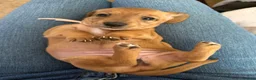 Miniature Dachshund dogs for sale: 5 beautiful miniature dachshund  - Advert 40