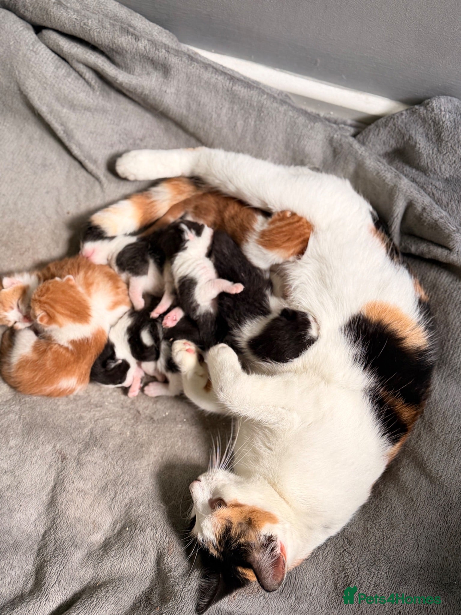 Mixed Breed cats 5 kittens for sale  - Advert 7
