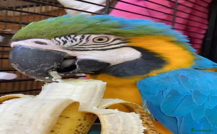 Macaws birds - Advert 1