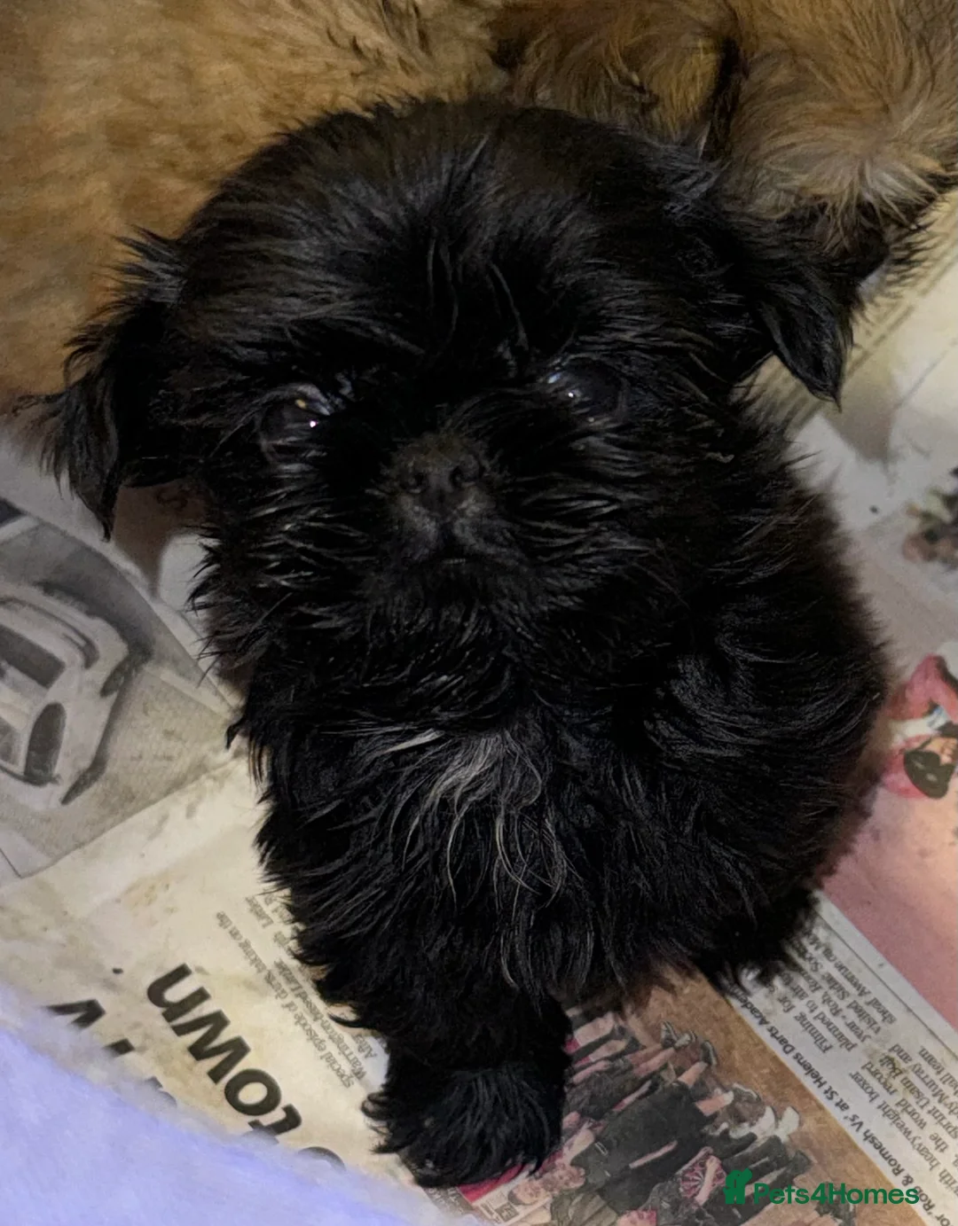 Shih Tzu dogs for stud: stunning chocolate stud boy  in Saint Helens - Advert 20