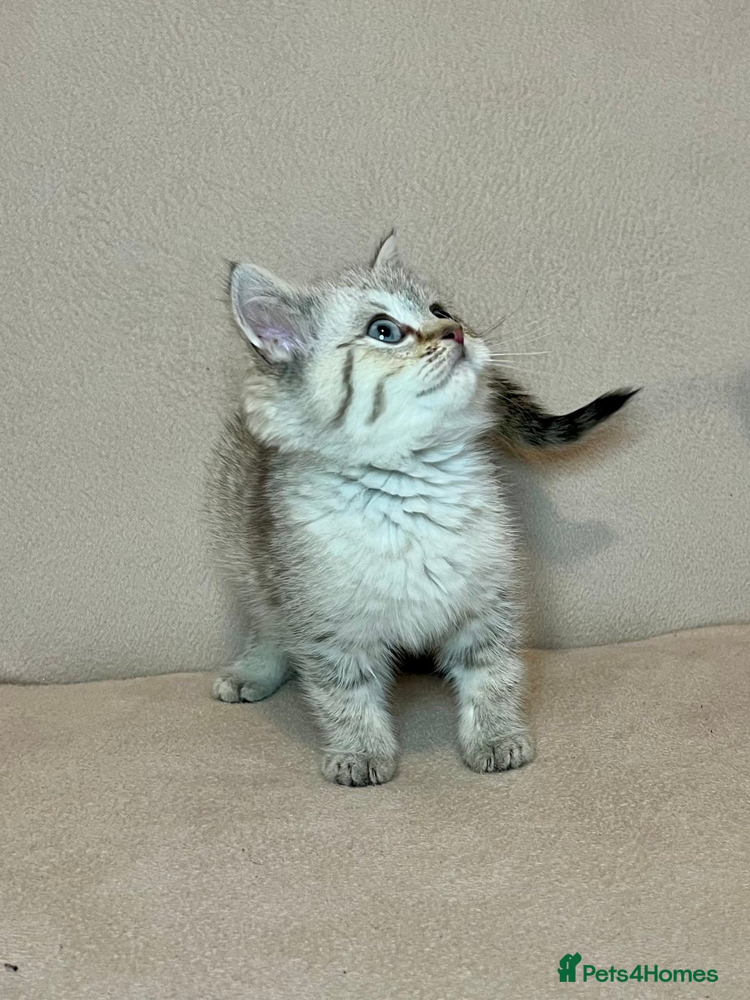 British Shorthair cats for sale: 🐾BSH Golden Kittens🐾  - Advert 16