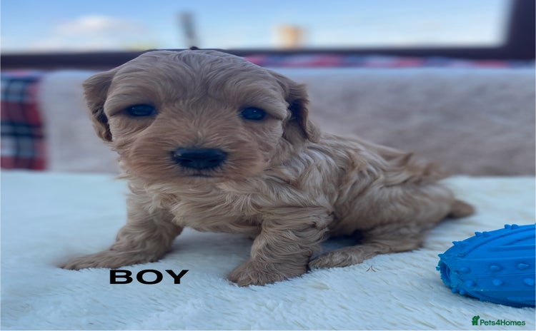 Cavapoo dogs - Advert 19