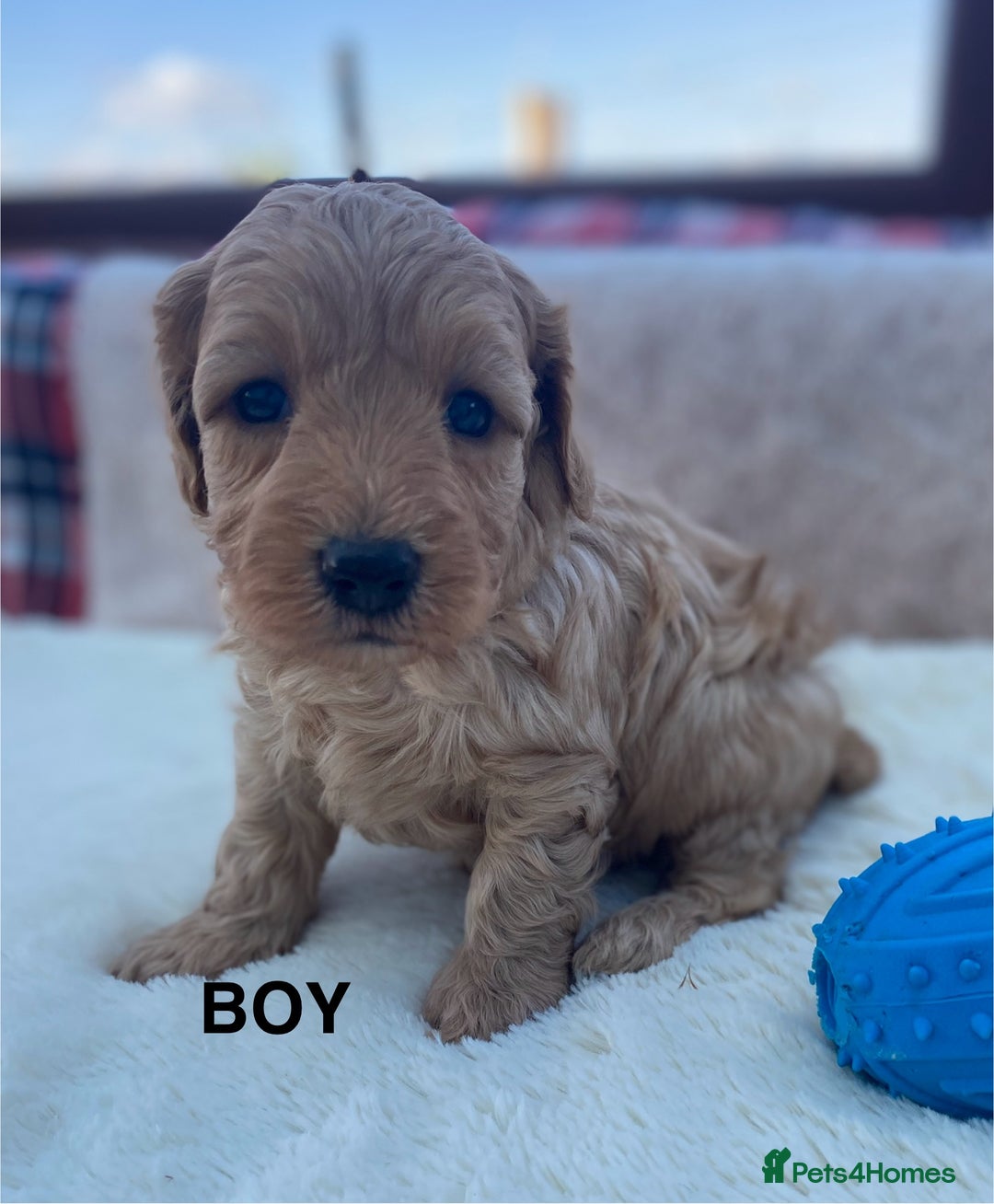 Cavapoo dogs for sale: F1B Cavapoo Puppies - Image 1