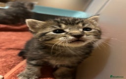 Maine Coon cats for sale: Maine coon cross kittens  - Image 28