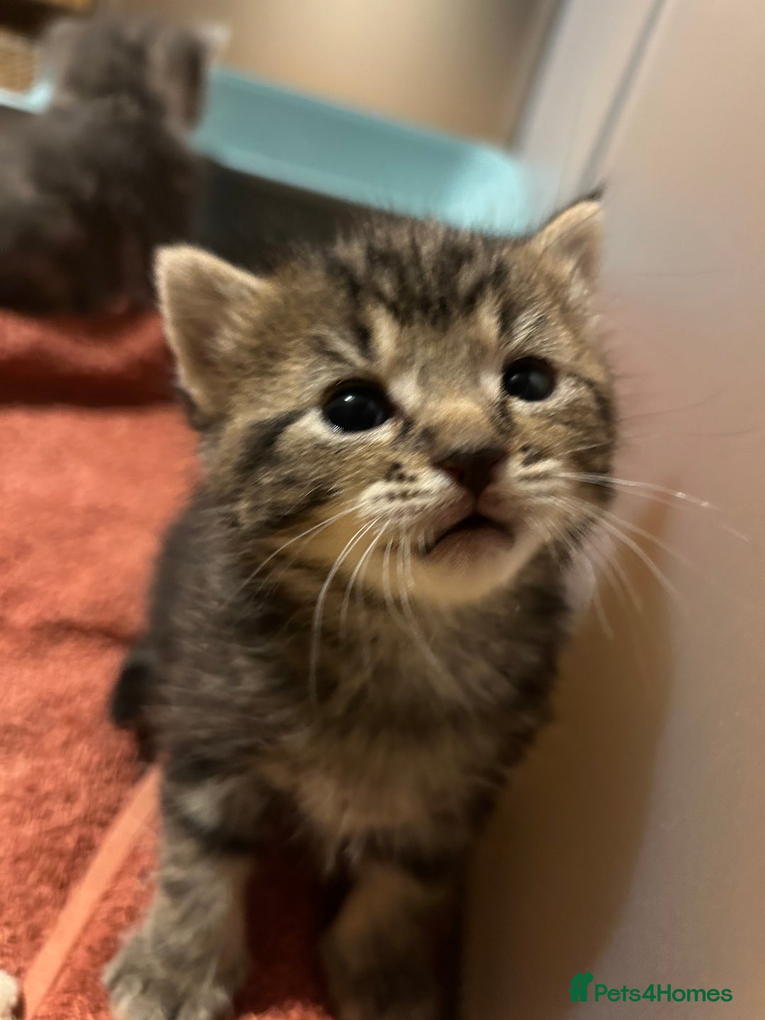Maine Coon cats for sale: Maine coon cross kittens  - Image 28