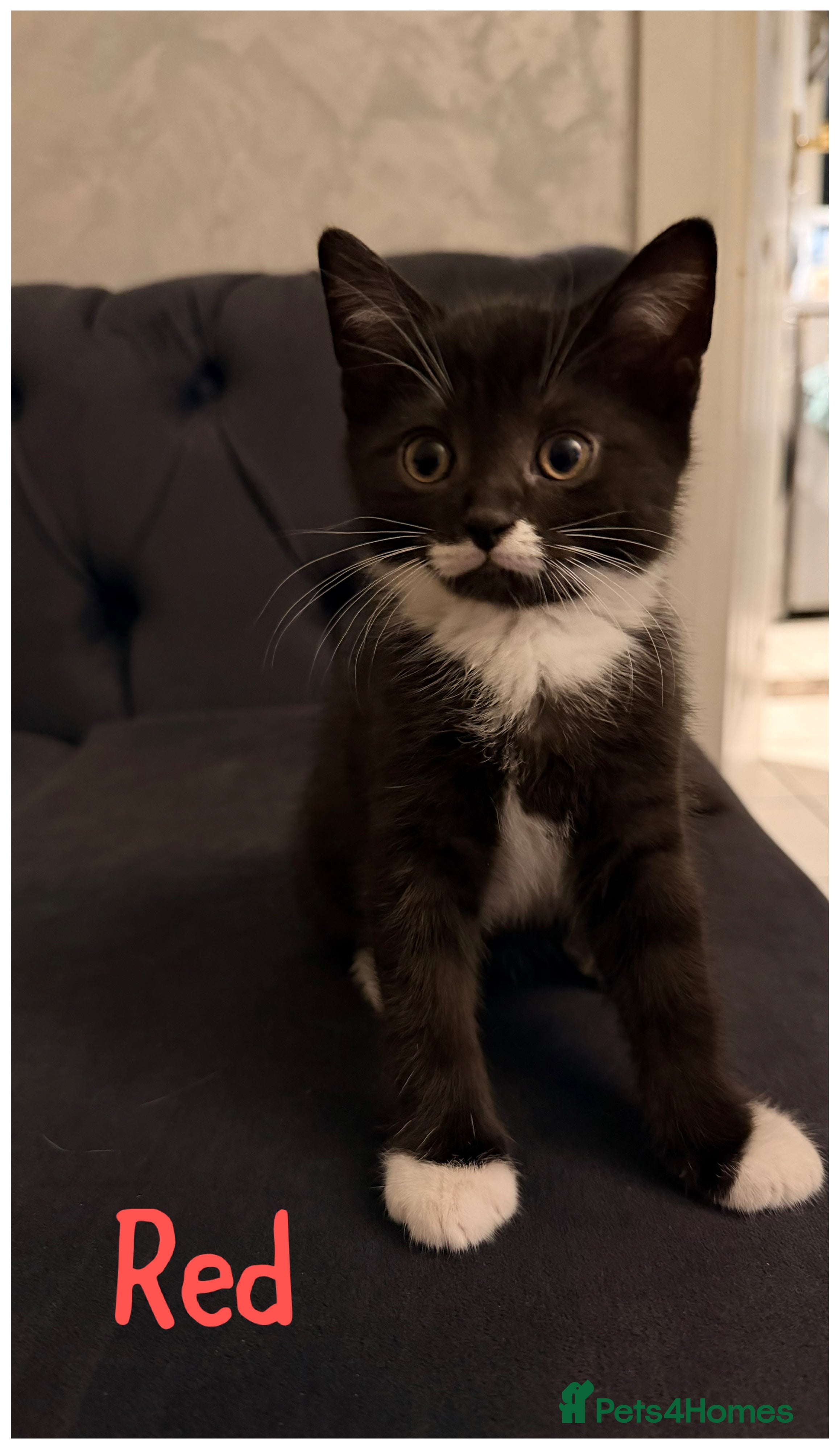 Scottish Fold cats 2 Scottish Straights for sale - Advert 12