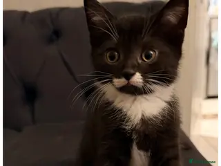 Scottish Fold cats 2 Scottish Straights for sale - Advert 12