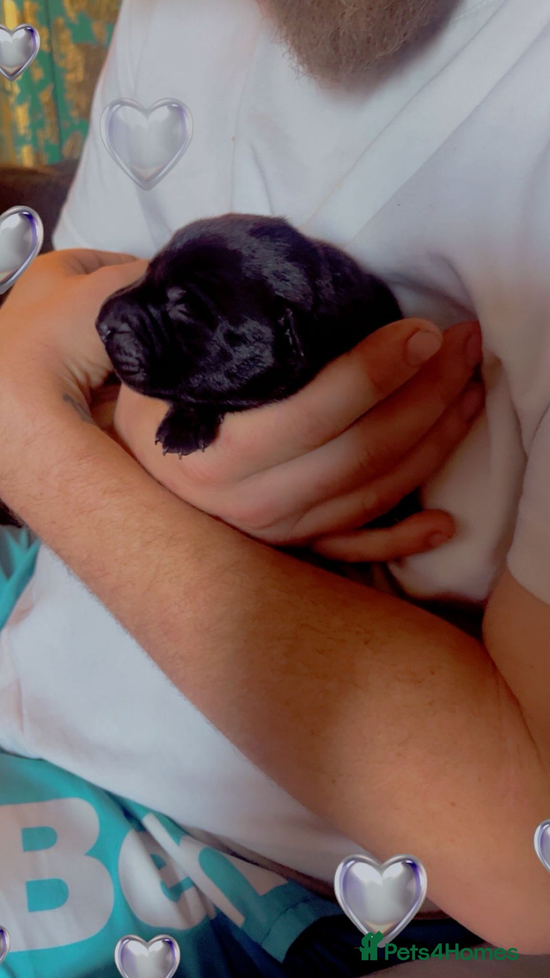 Mixed Breed dogs for sale: Blue staff x Black labrador puppies  - Advert 2