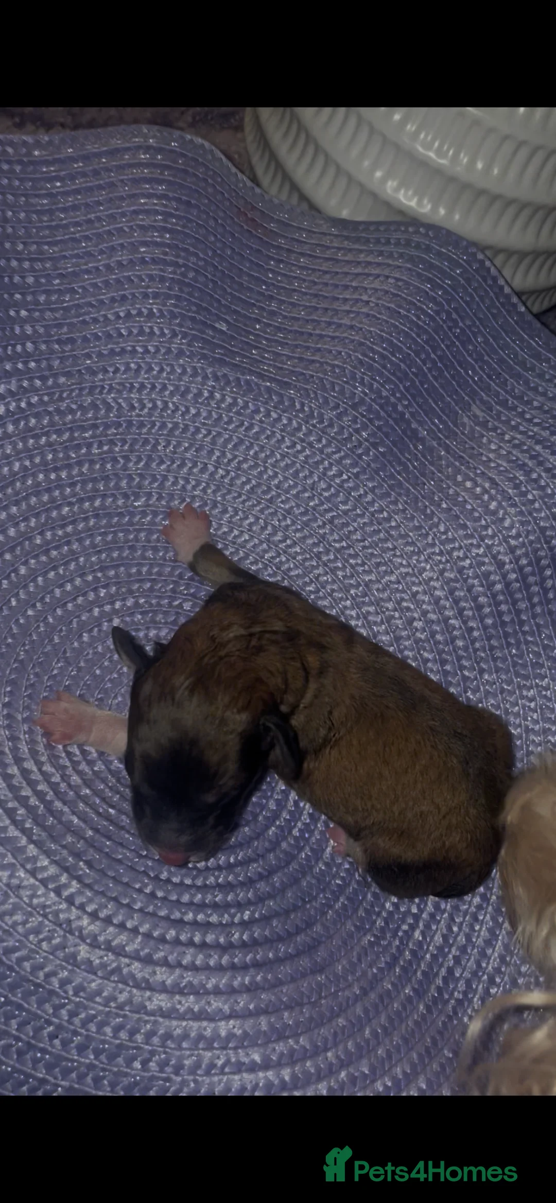 Mixed Breed dogs for sale: Toy poodles  - Advert 4