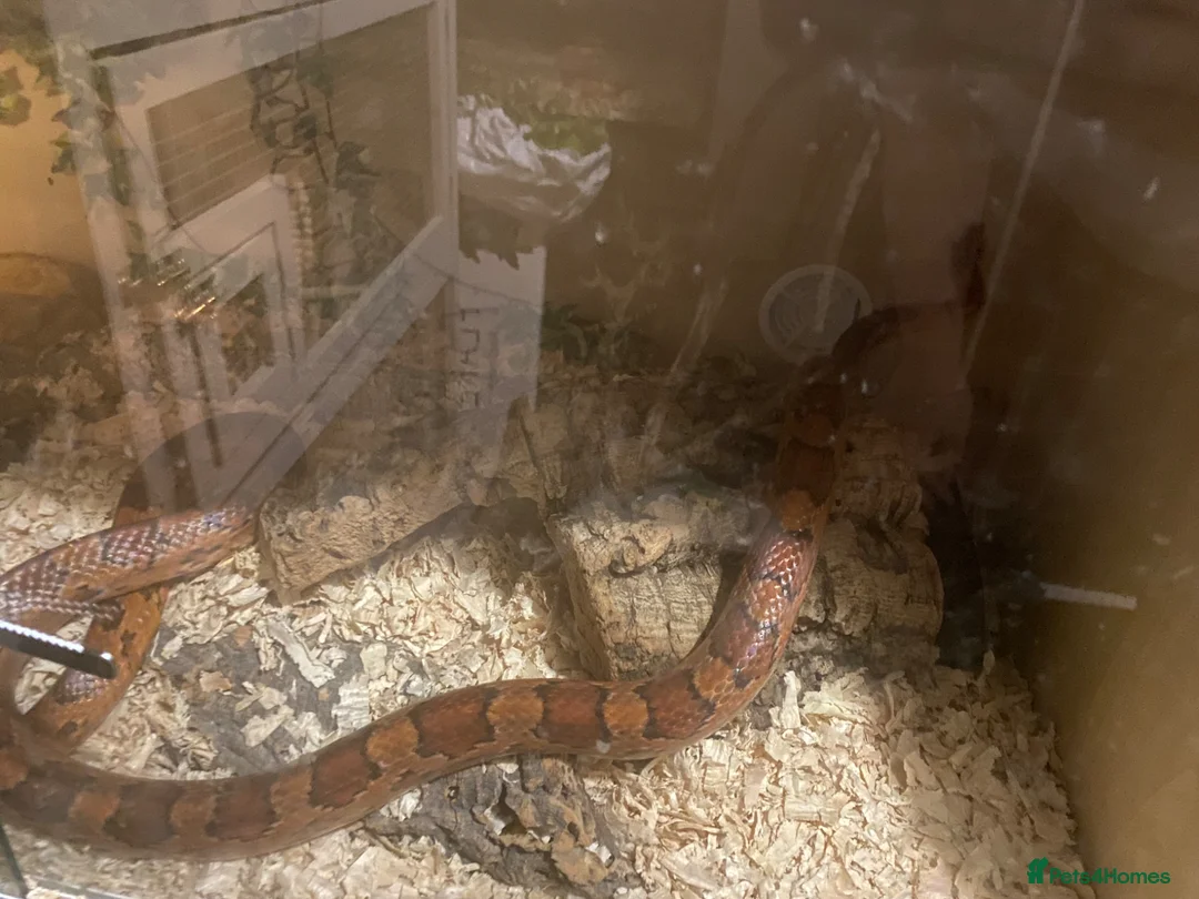 Corn Snake reptiles for sale: Corn snake  - Advert 7