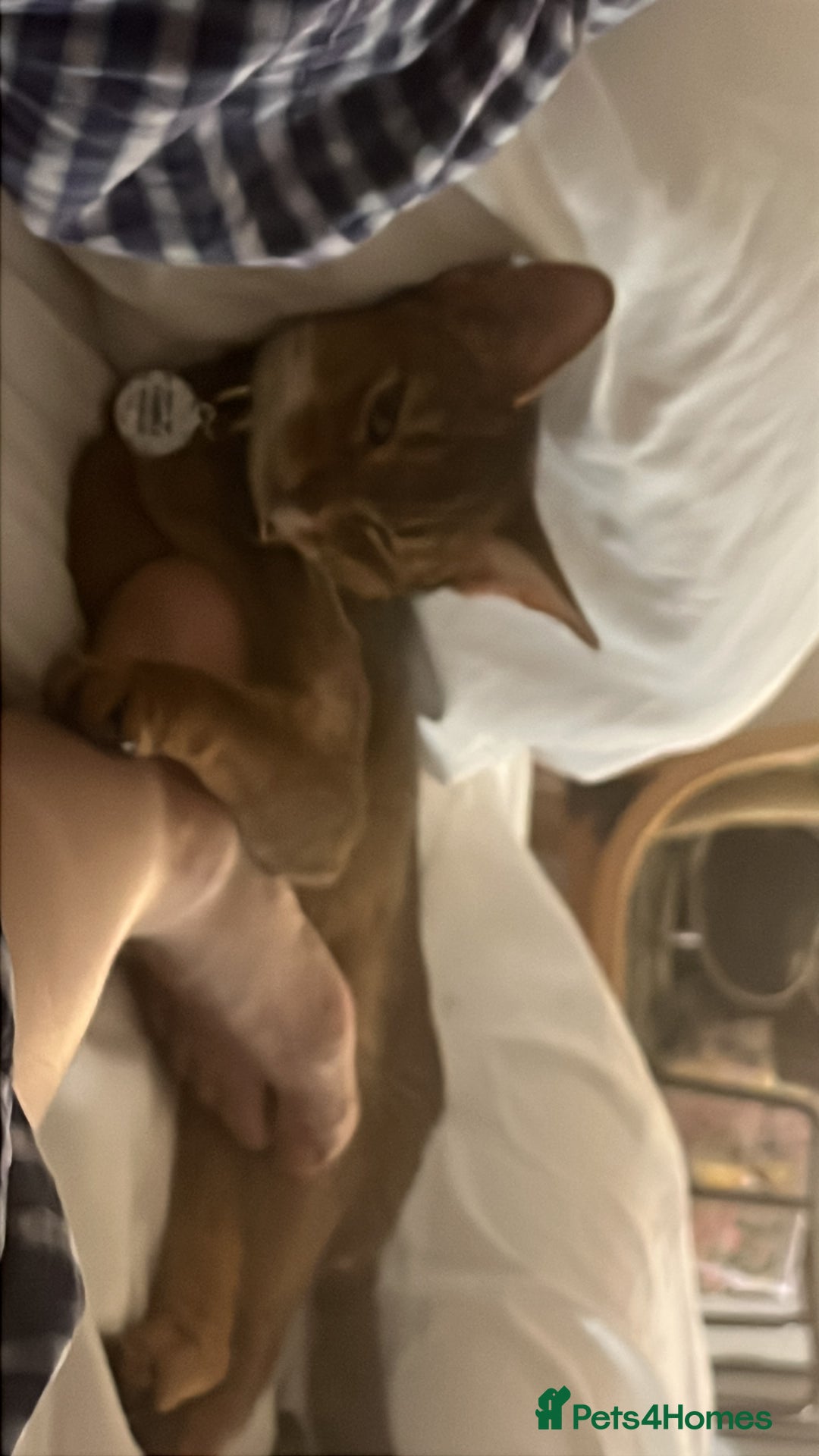 Abyssinian cats for sale: Pedigree TICA registered Beautiful Abyssinian - Advert 9