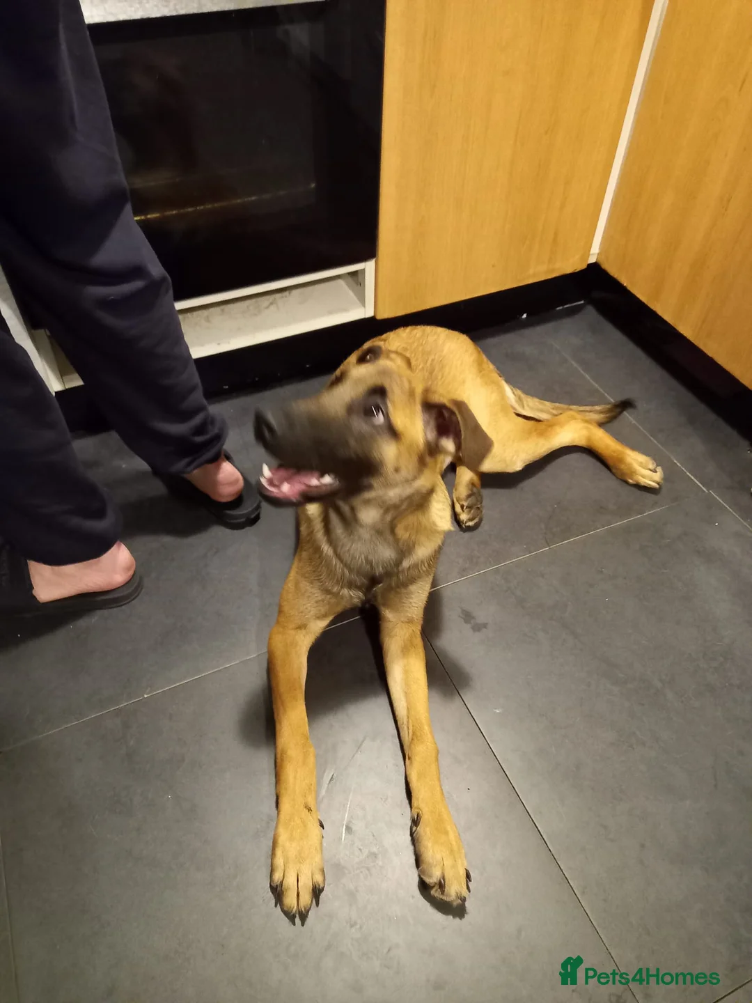 Belgian Shepherd Dog dogs for sale: Male belgum shepherd  in Blackburn - Advert 3