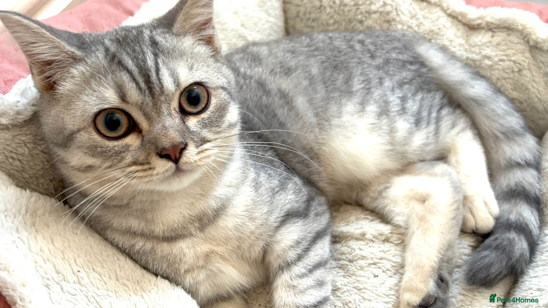 British Shorthair cats for sale: British shorthair cutest kitten - Image 2